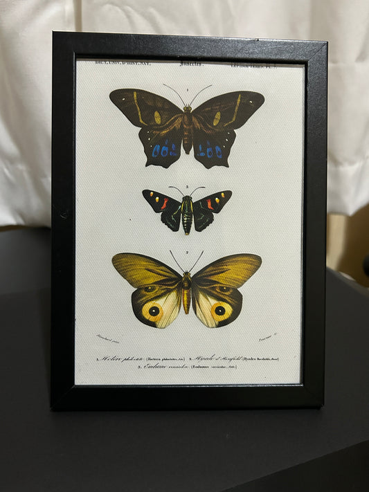 Triple Butterfly Framed Print