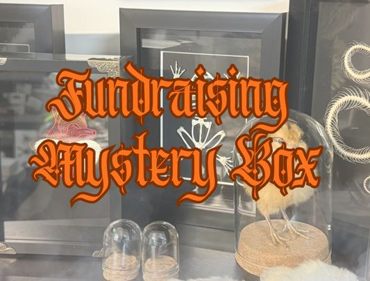 Fundraising Mystery Box