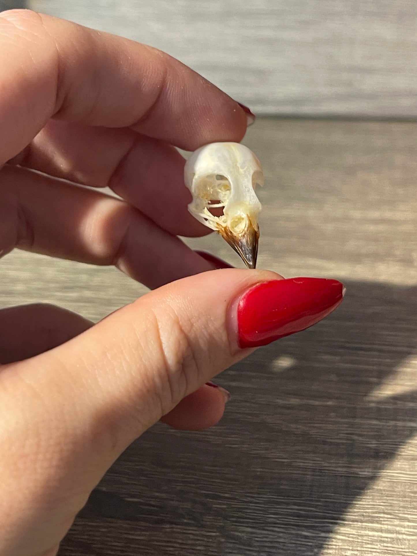 Passer montanus bird skull