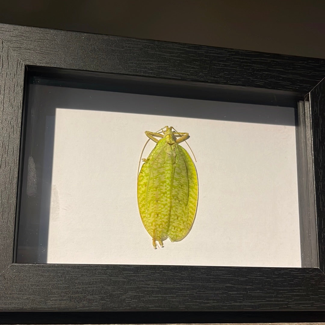 Leaf mimic Grasshopper in a Frame