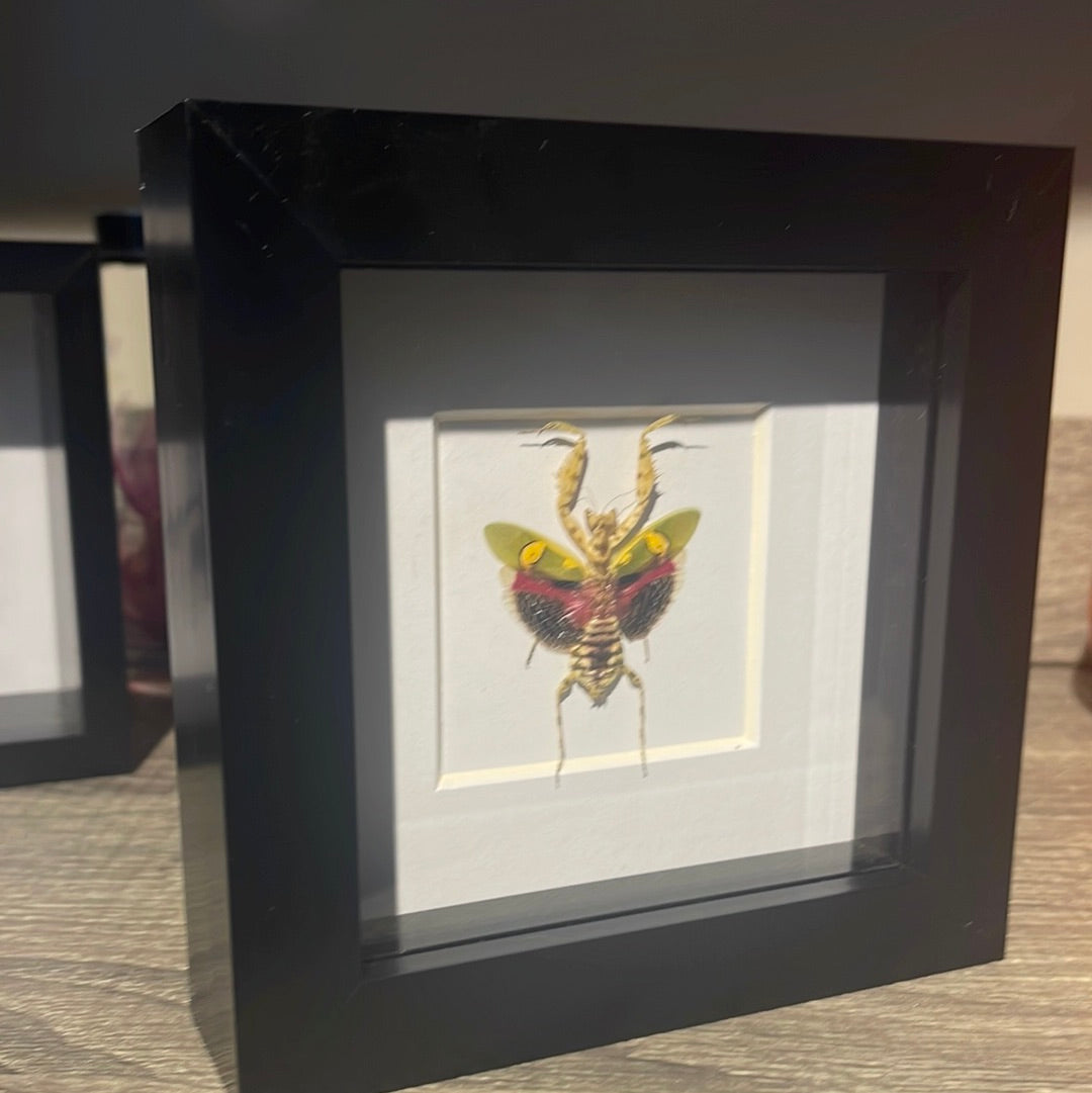 Jeweled Flower Mantis in a frame