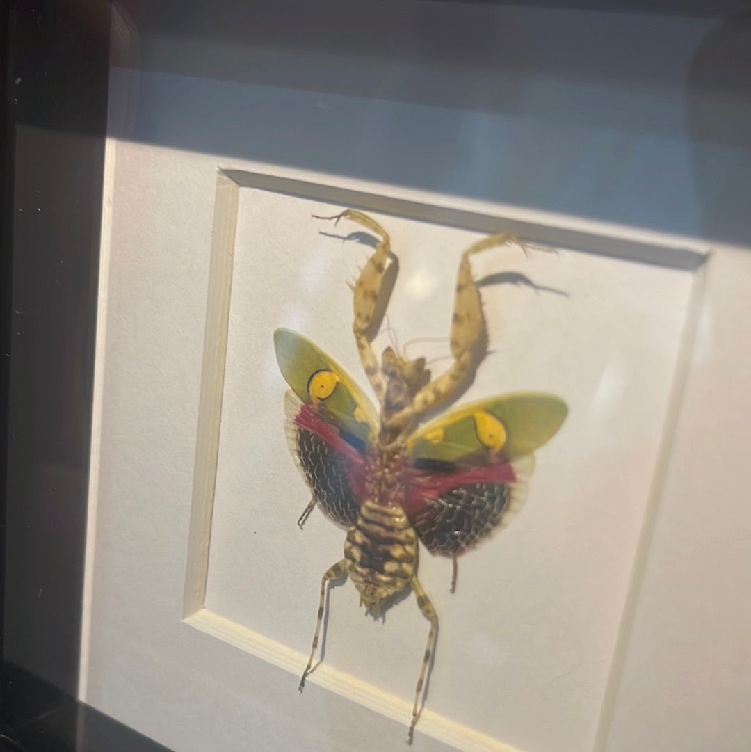 Jeweled Flower Mantis in a frame