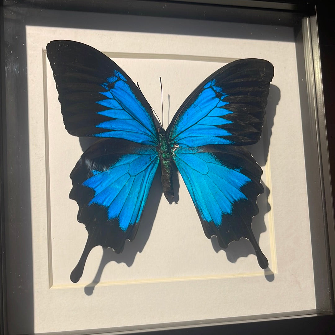 Papilio ulysses Butterfly in a frame