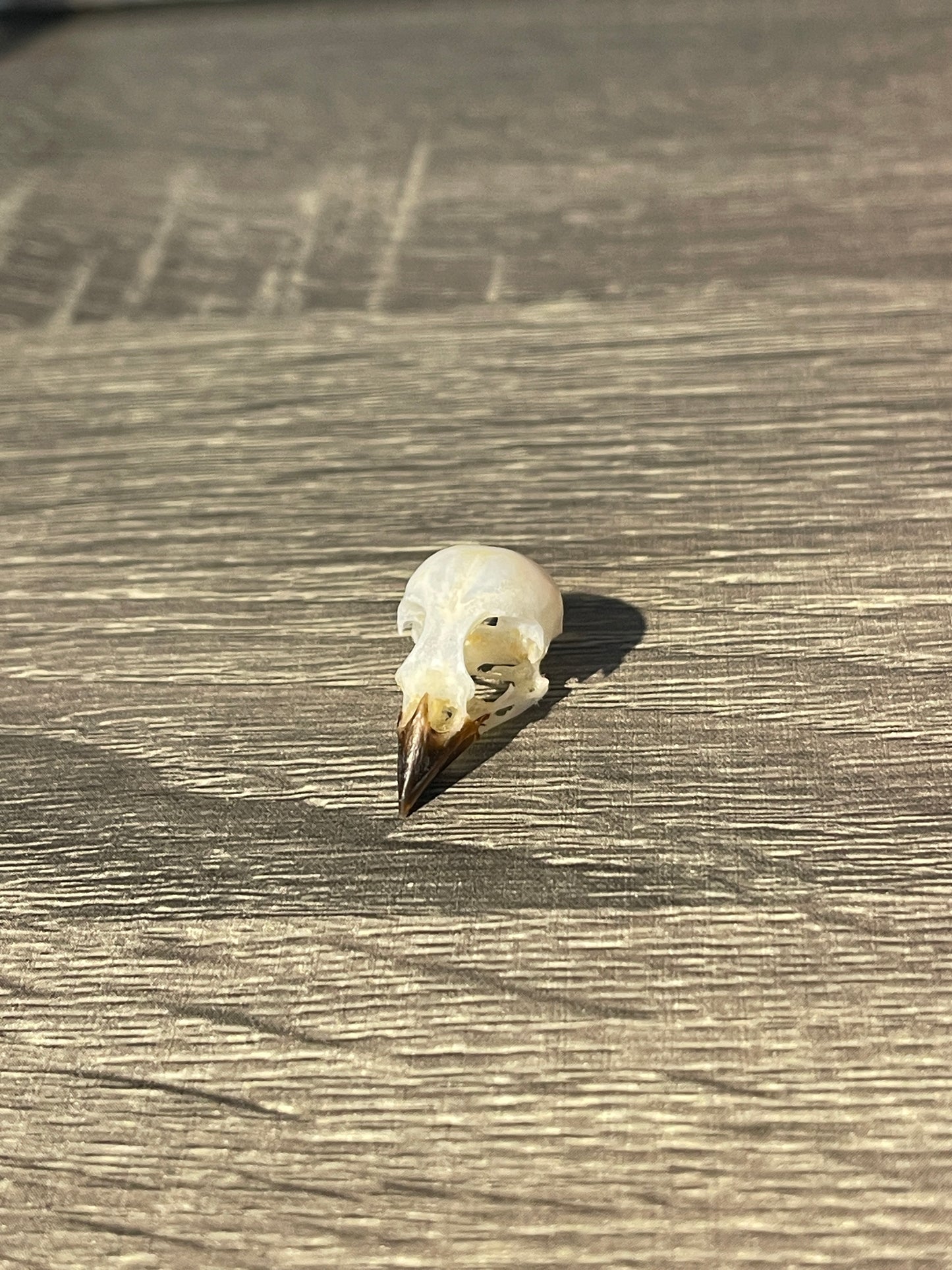 Passer montanus bird skull