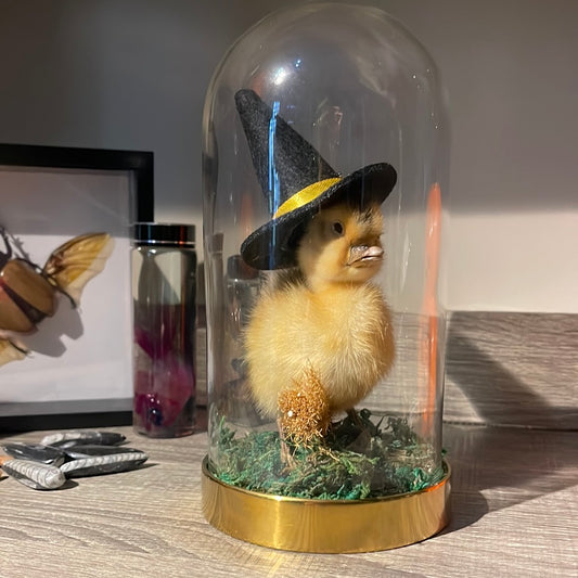 Witchy Duckling Glass Dome