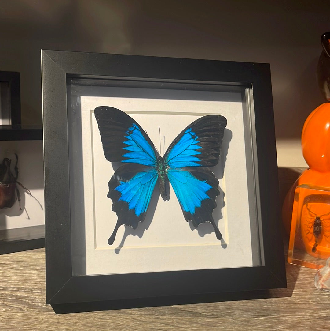 Papilio ulysses Butterfly in a frame