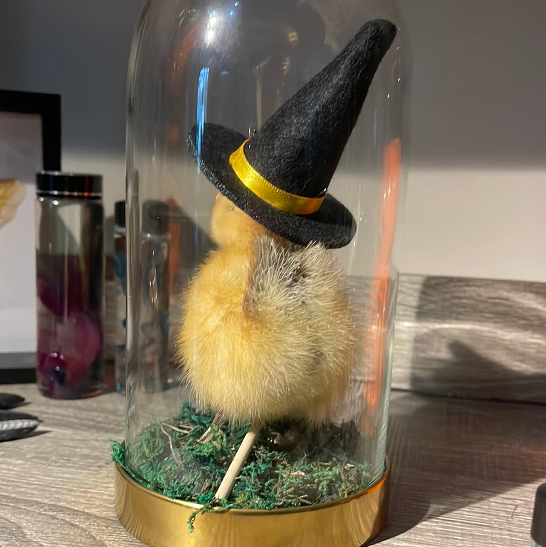 Witchy Duckling Glass Dome