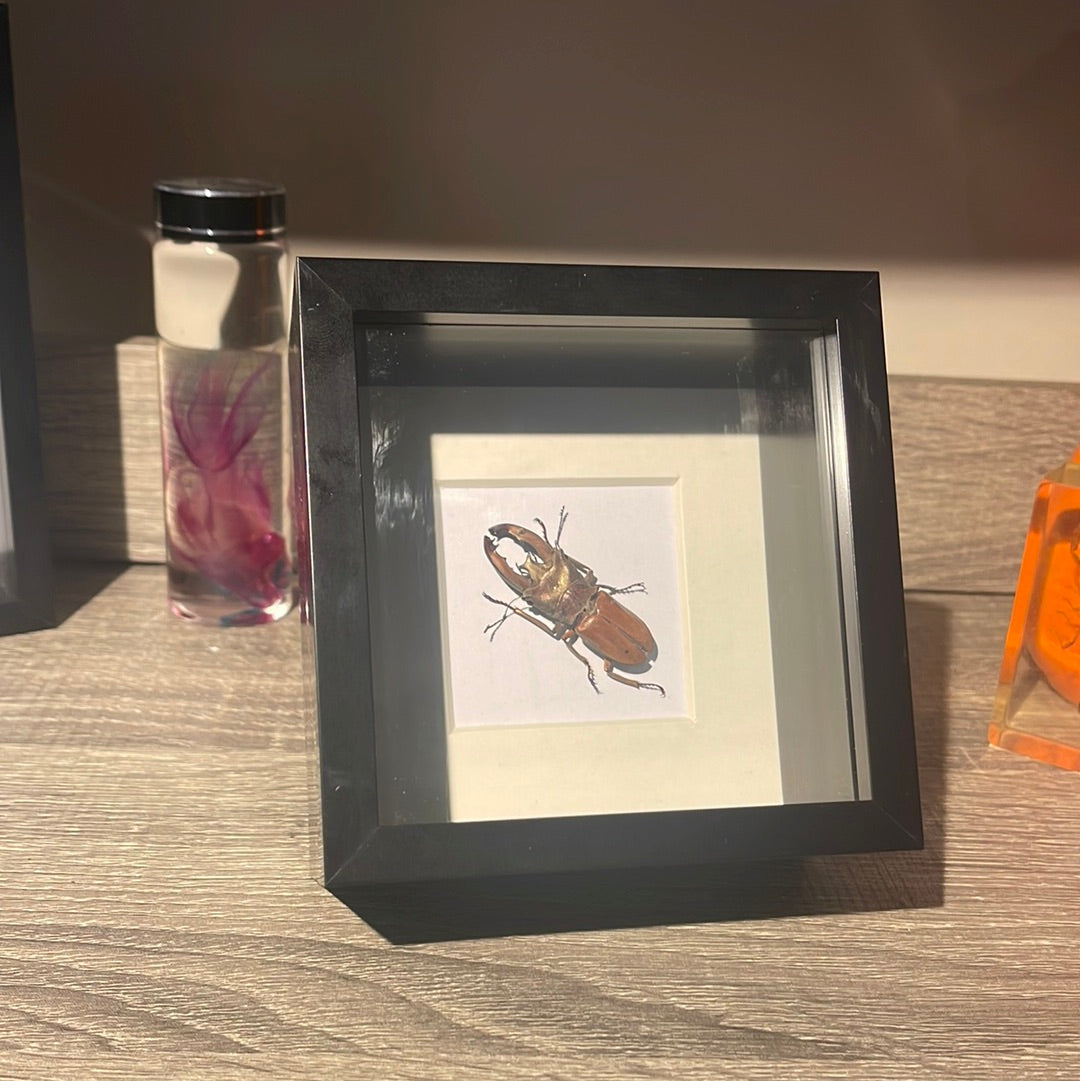 Cyclommatus lunifer beetle in a frame A2