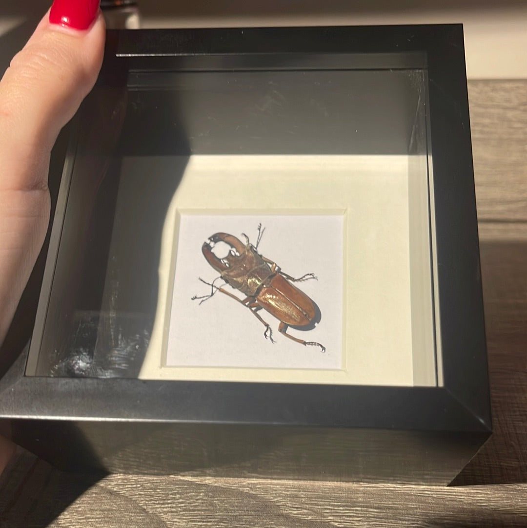 Cyclommatus lunifer beetle in a frame A2