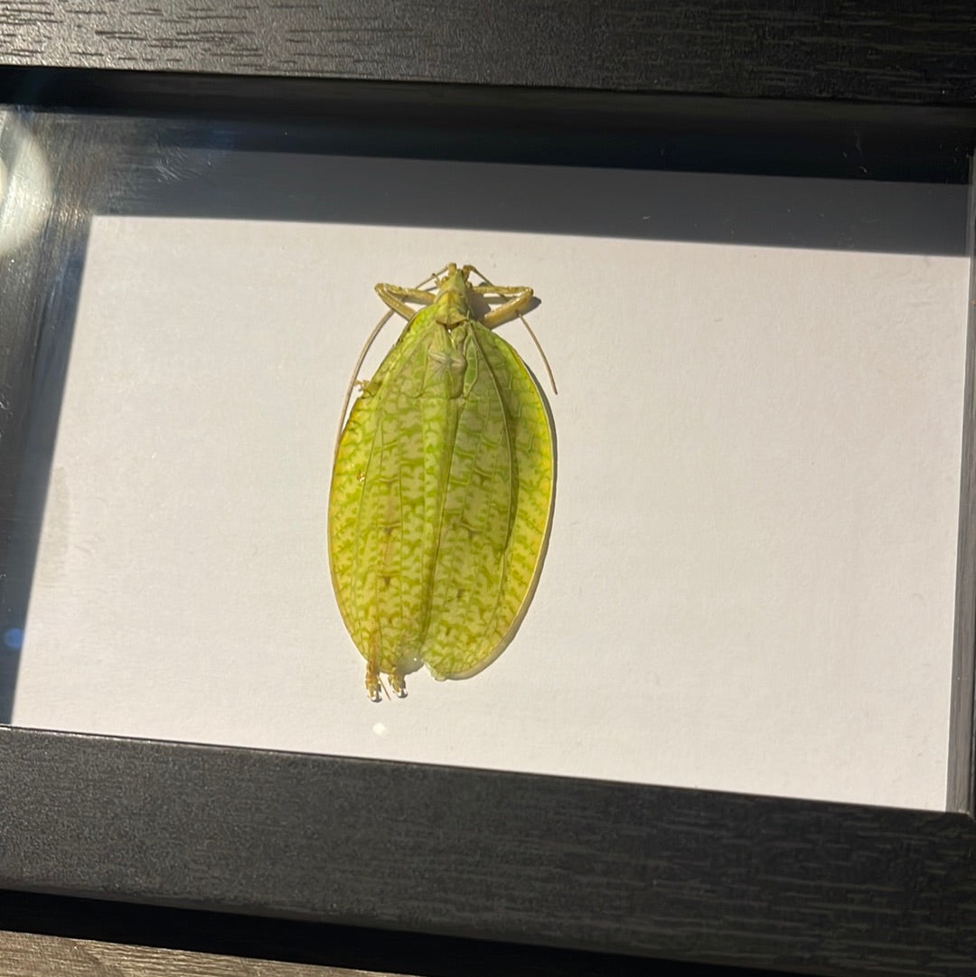 Leaf mimic Grasshopper in a Frame