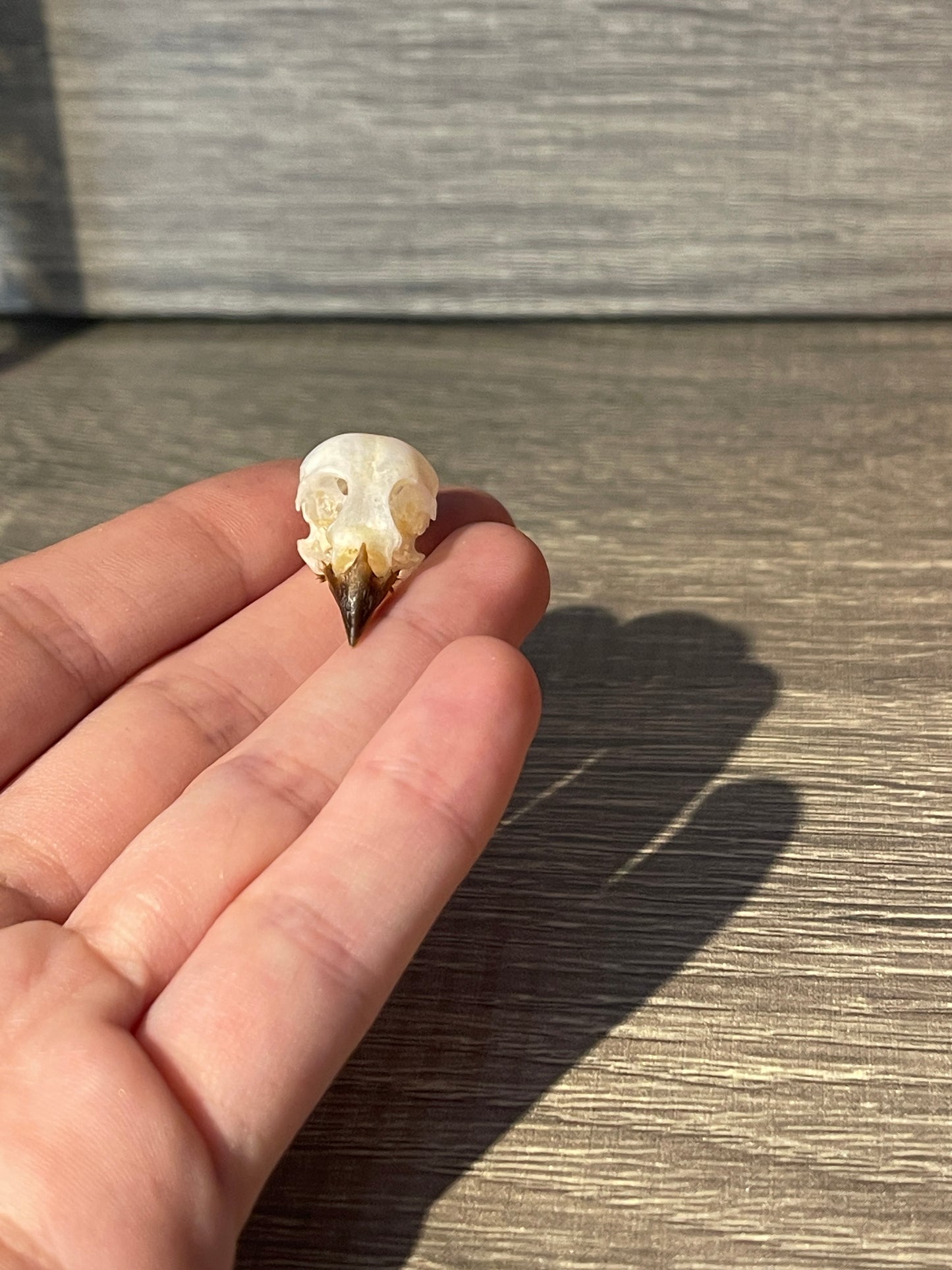 Passer montanus bird skull