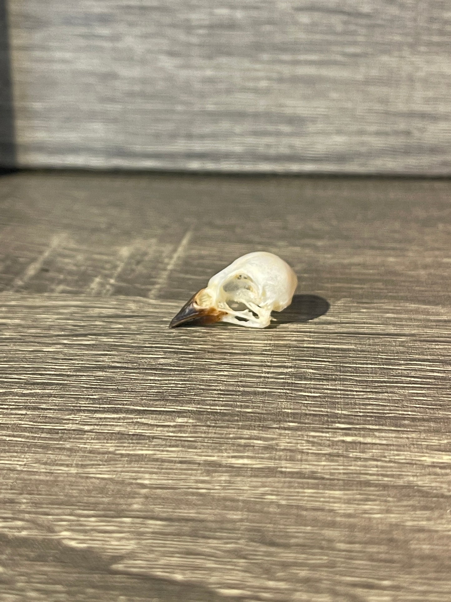 Passer montanus bird skull