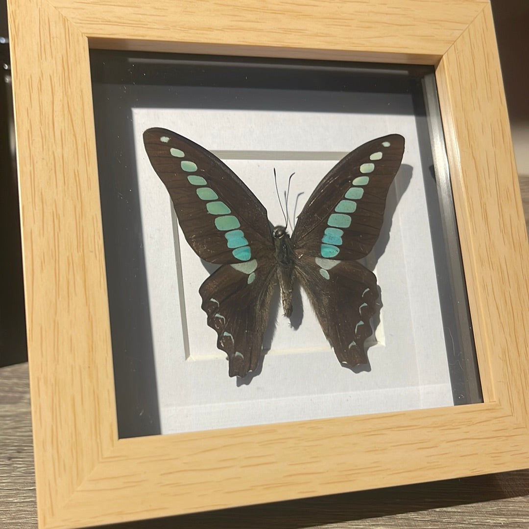 Common Bluebottle Butterfly (Graphium Sarpedon) in frame