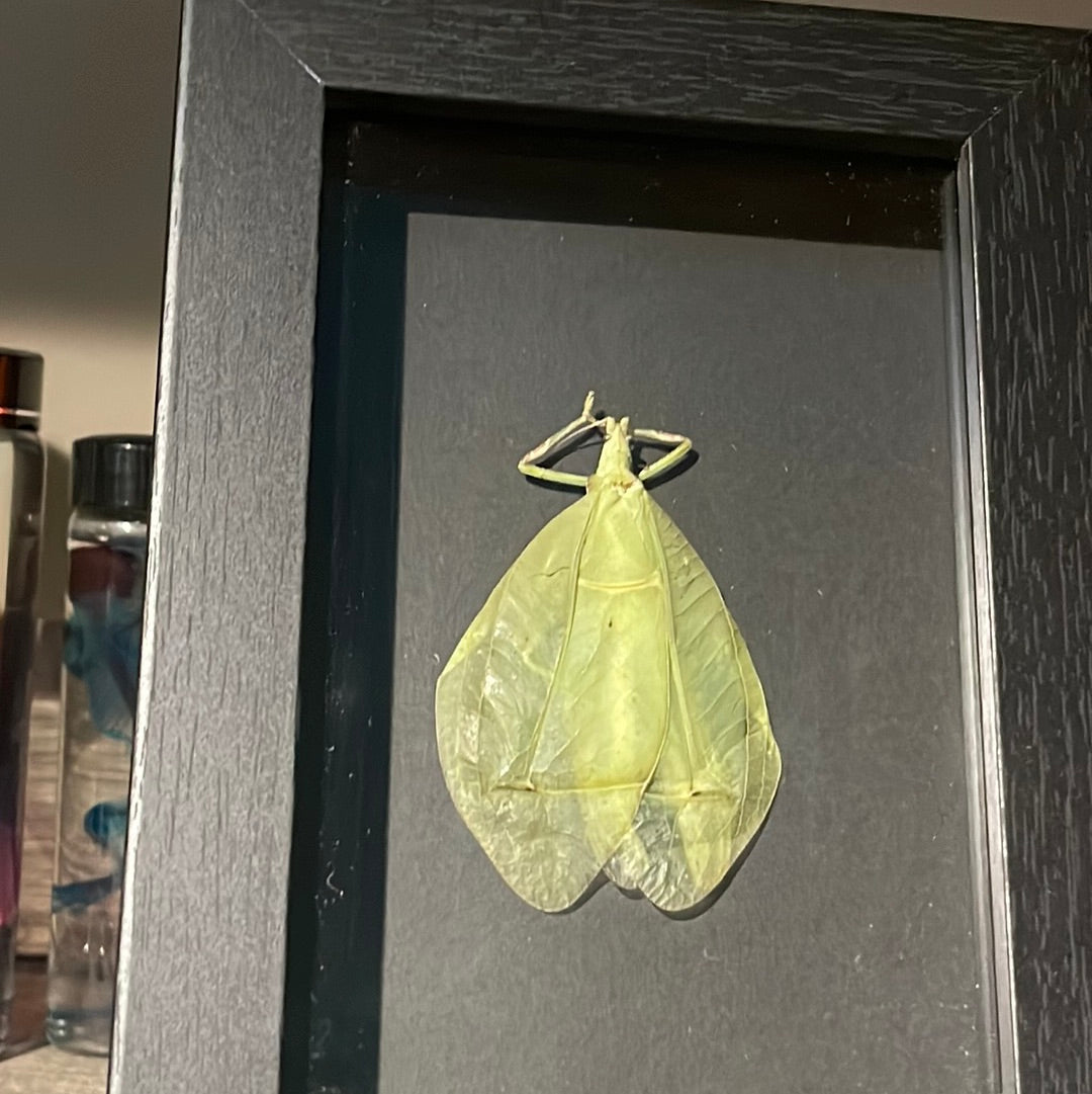 Leaf mimic Grasshopper in a Frame - Black