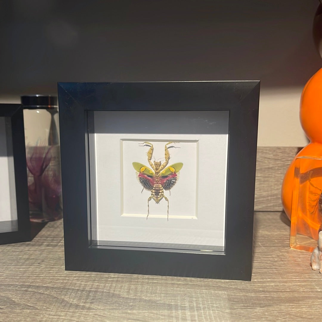 Jeweled Flower Mantis in a frame