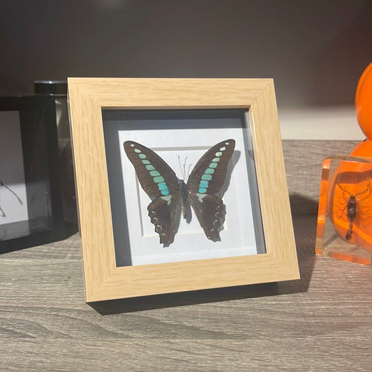 Common Bluebottle Butterfly (Graphium Sarpedon) in frame