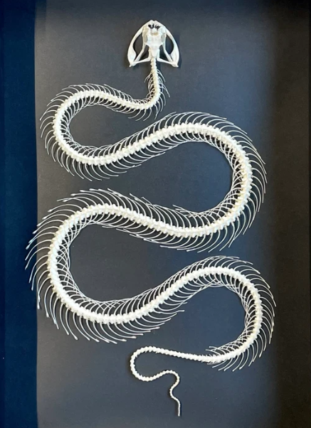 PREORDER Trimeresurus albolabris Snake Skeleton Frame