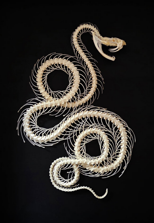 PREORDER Trimeresurus albolabris (double rolling) Snake Skeleton Frame