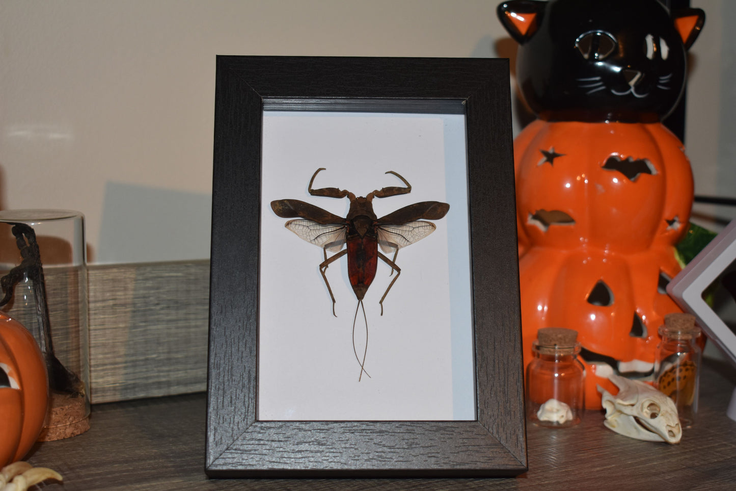 Nepa rubra Water Scorpion in a frame