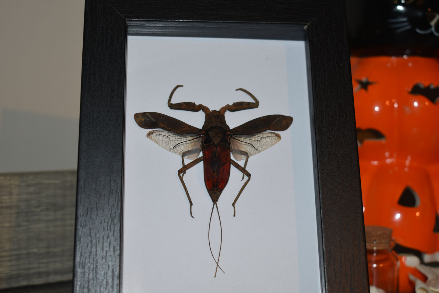 Nepa rubra Water Scorpion in a frame