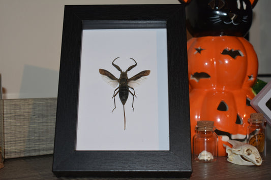 Nepa rubra Water Scorpion in a frame - Black