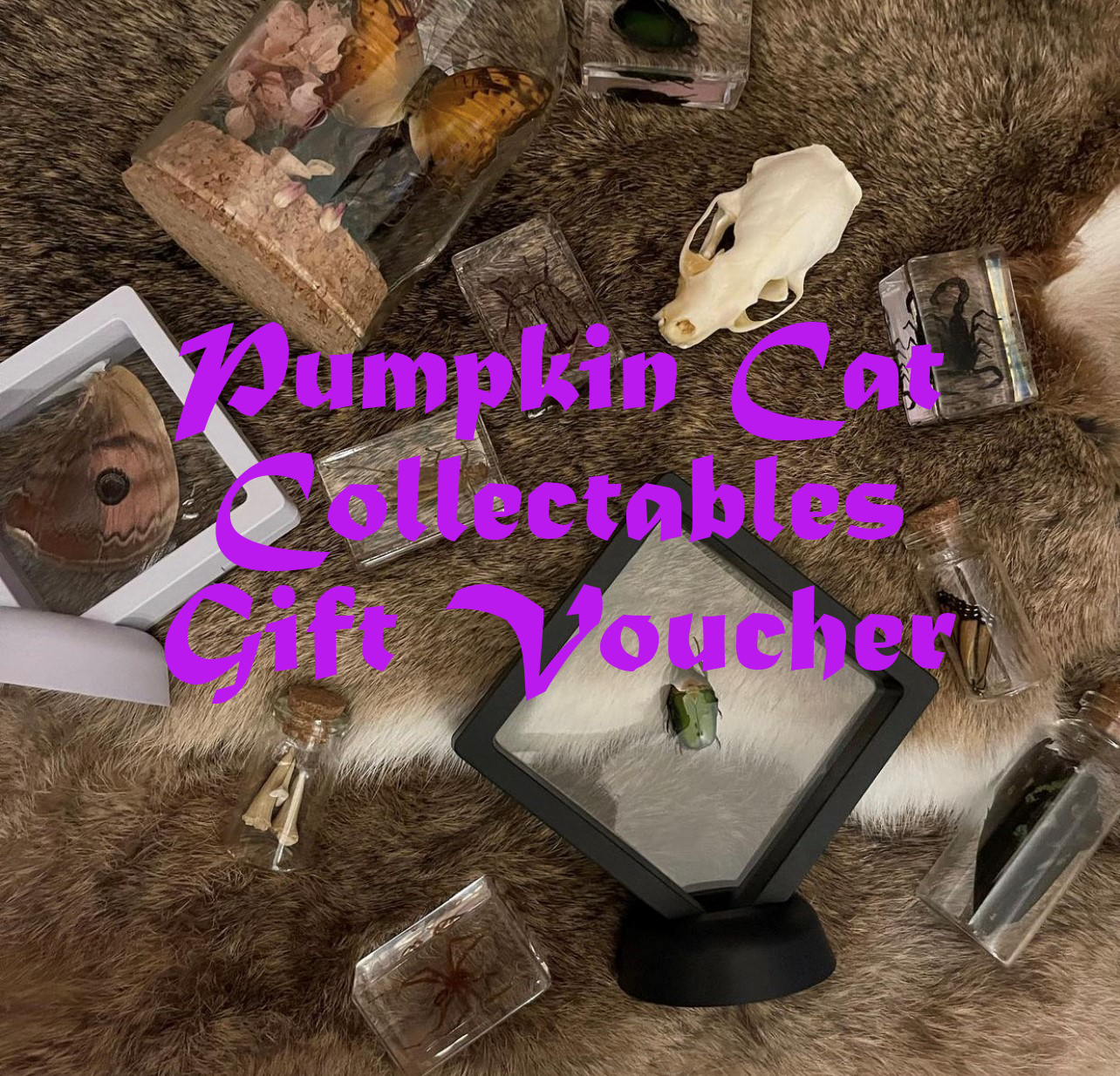 Pumpkin Cat Collectables Gift Voucher