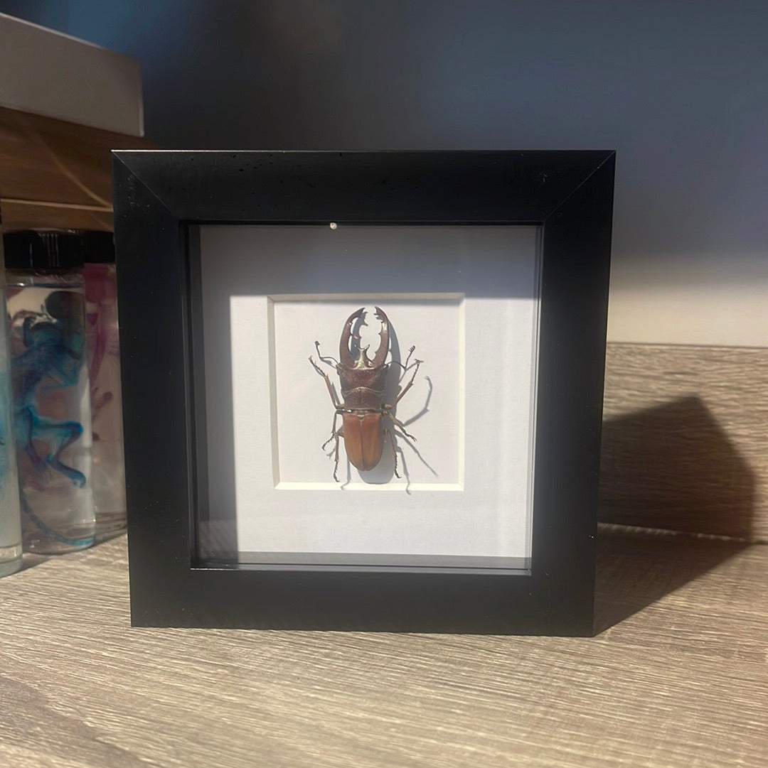 Cyclommatus lunifer beetle in a frame