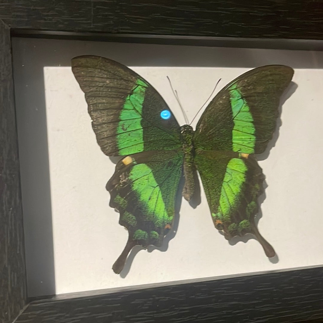 Achillides palinurus daedalus butterfly Frame