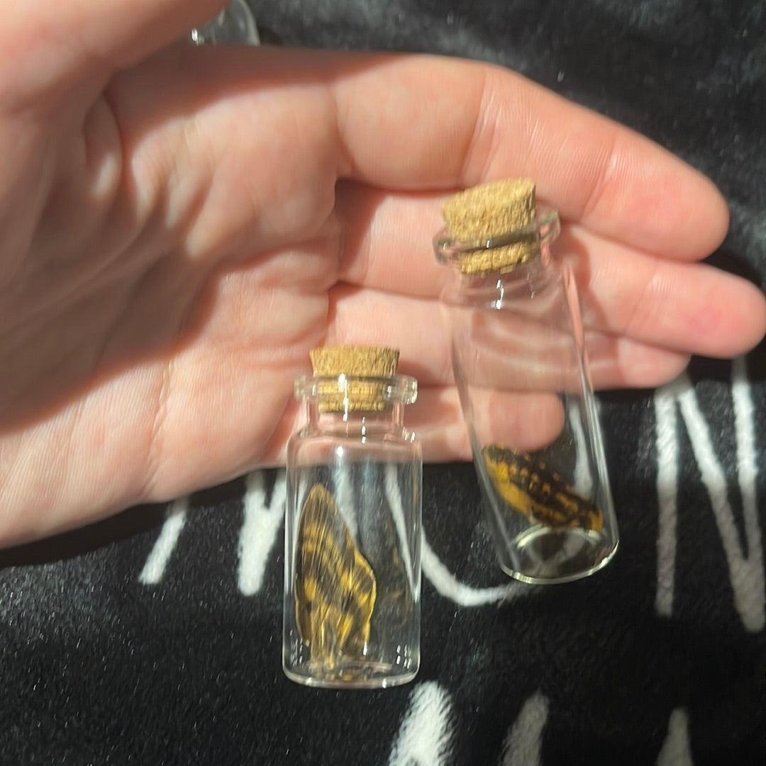 Deaths Head Hawk Moth Wing Glass Oddity Jar