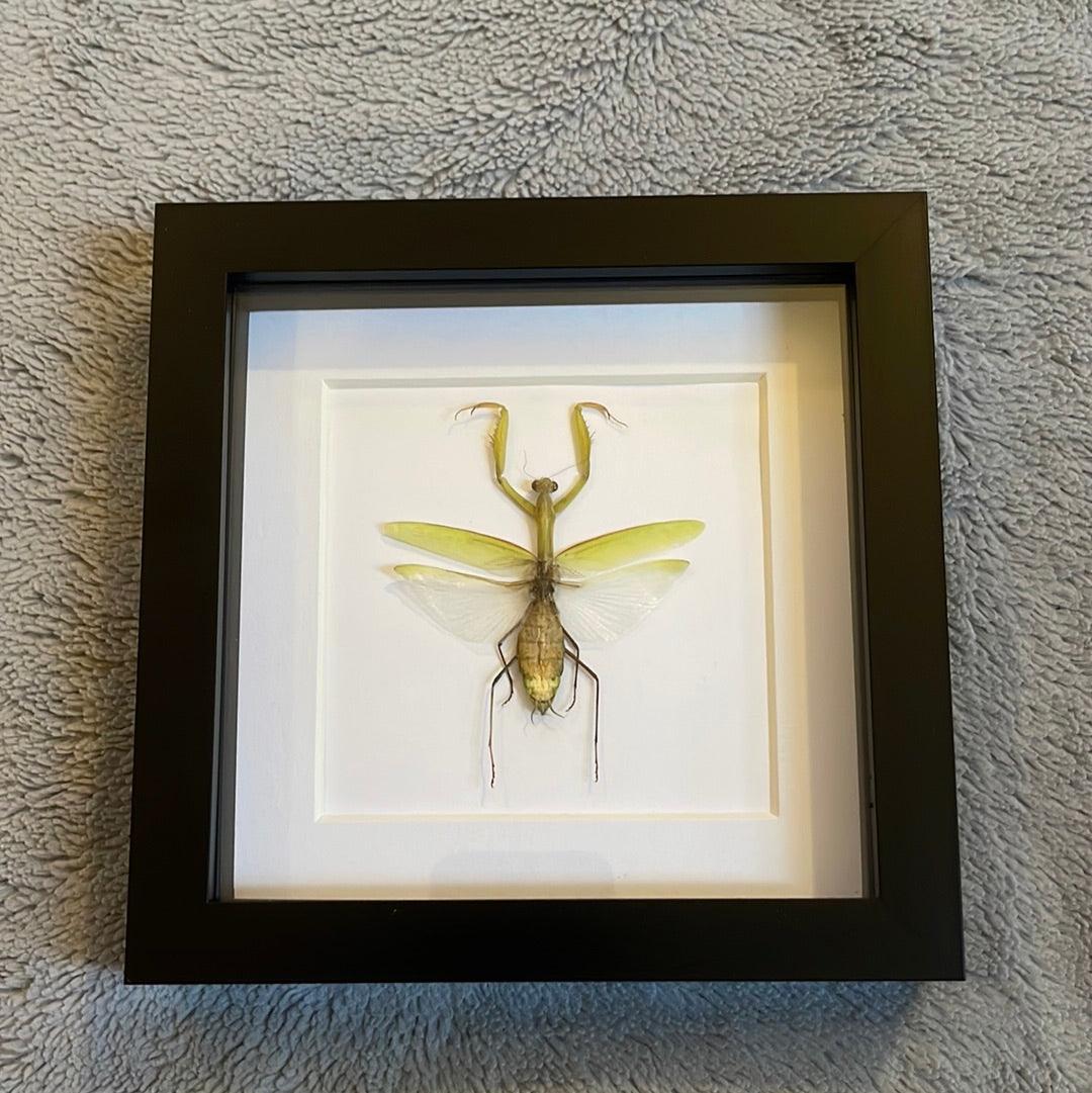 Praying Mantis in a Frame - Pumpkin Cat Collectables - pumpkincatcollectables.com