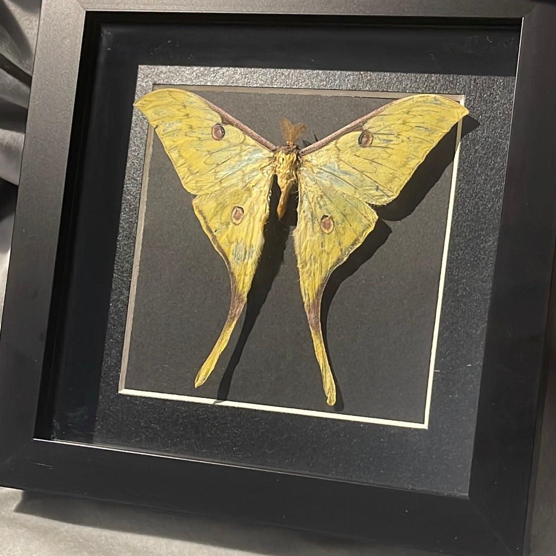 Moon Moth in a frame