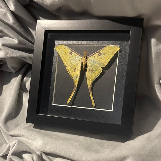 Moon Moth in a frame