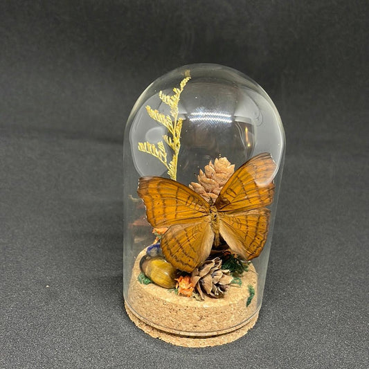 Beautiful Brown Butterfly in glass dome - Pumpkin Cat Collectables - pumpkincatcollectables.com
