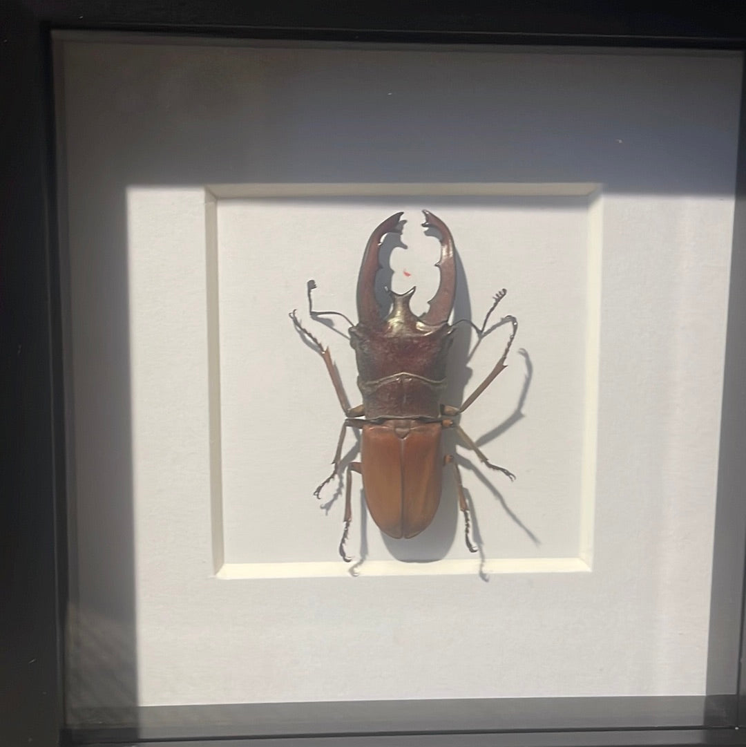 Cyclommatus lunifer beetle in a frame