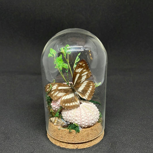 Black and White Butterfly in glass dome - Pumpkin Cat Collectables - pumpkincatcollectables.com