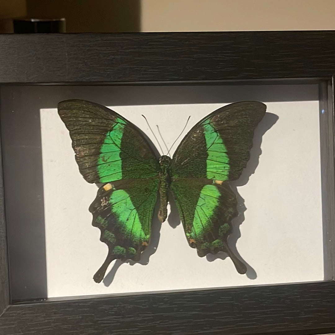 Achillides palinurus daedalus butterfly Frame