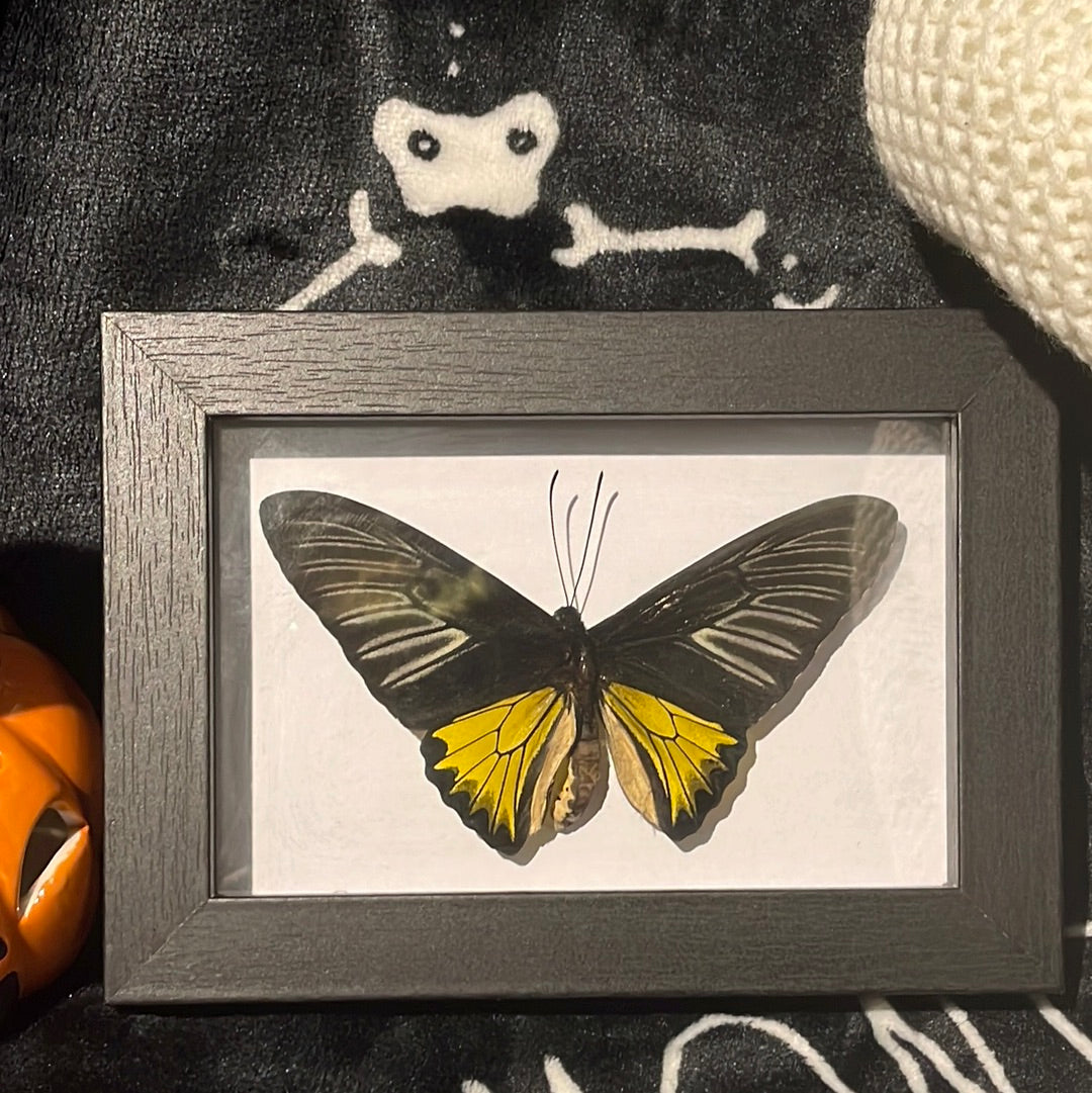 Ornithoptera triodes rhadamanthus Butterfly in a Frame