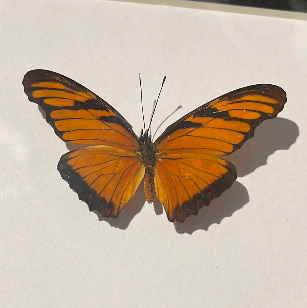 Juno Butterfly