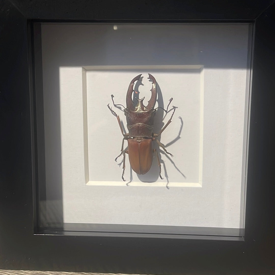 Cyclommatus lunifer beetle in a frame