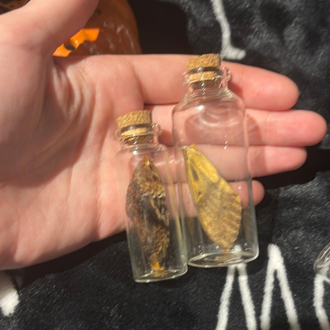 Deaths Head Hawk Moth Wing Glass Oddity Jar