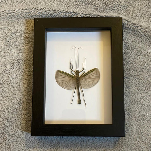 Large Stick Insect in a frame - Pumpkin Cat Collectables - pumpkincatcollectables.com