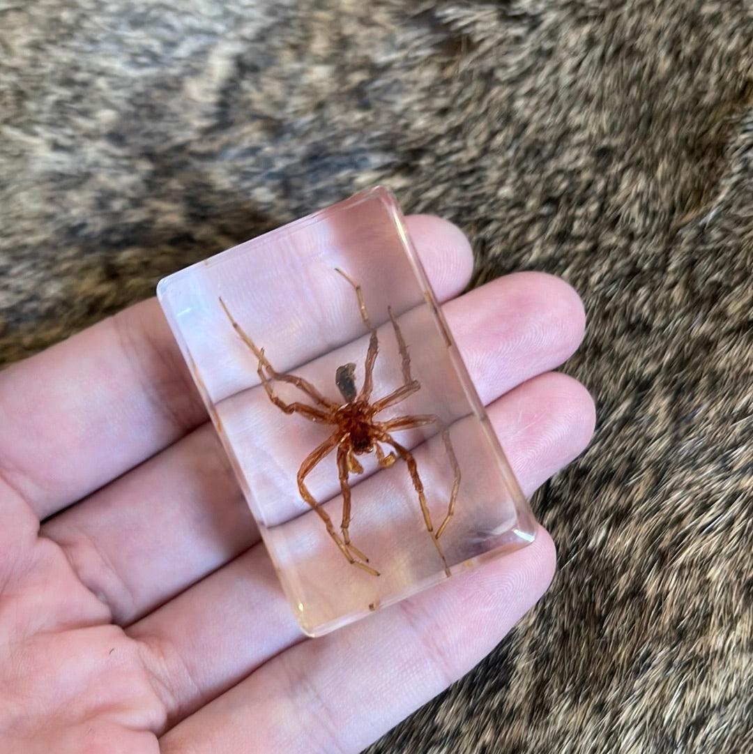 Spider in Resin - Pumpkin Cat Collectables - pumpkincatcollectables.com