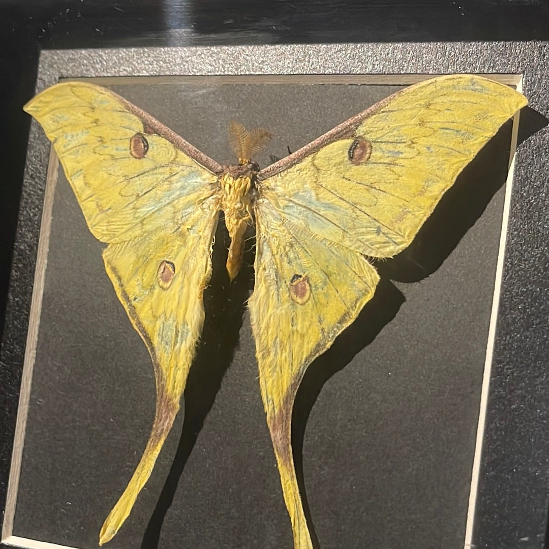 Moon Moth in a frame