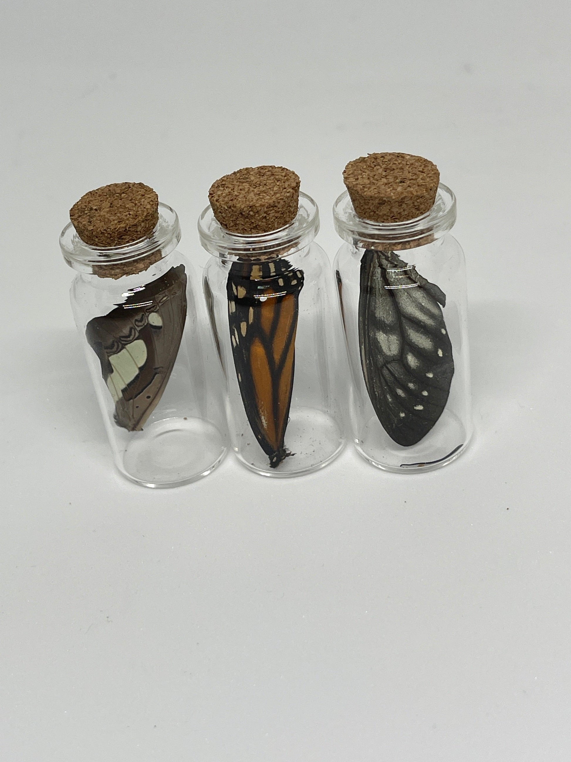 Butterfly Wing Jars - Pumpkin Cat Collectables - pumpkincatcollectables.com