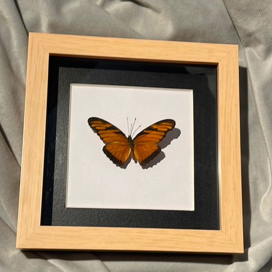 Juno Butterfly