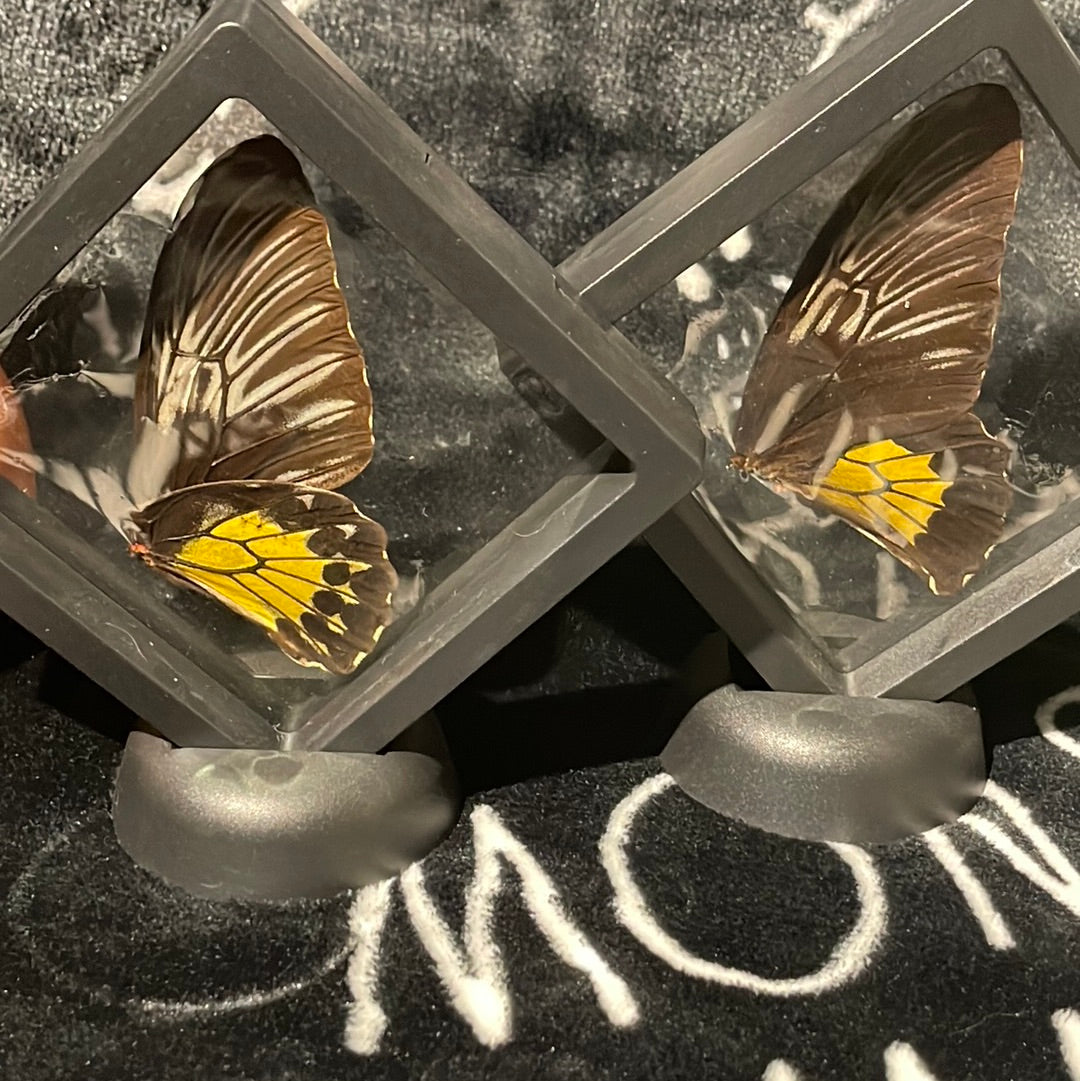 Ornithoptera triodes rhadamanthus Butterfly wings in a floating frame