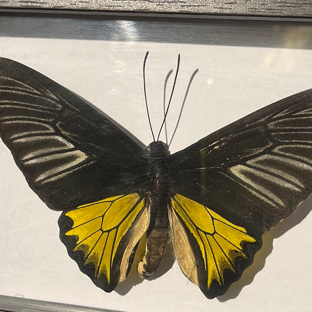 Ornithoptera triodes rhadamanthus Butterfly in a Frame