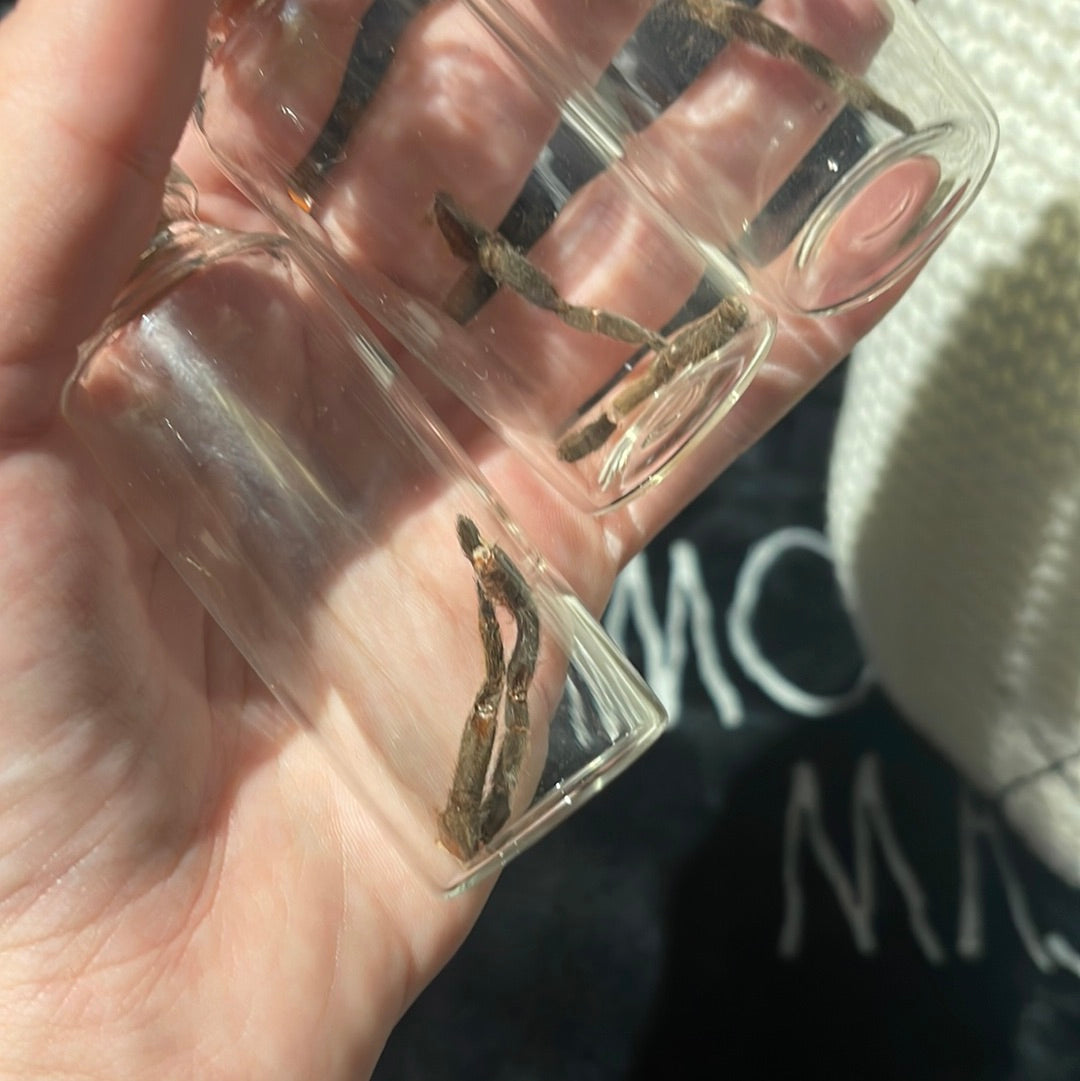 Tarantula Leg Glass Oddity Jar