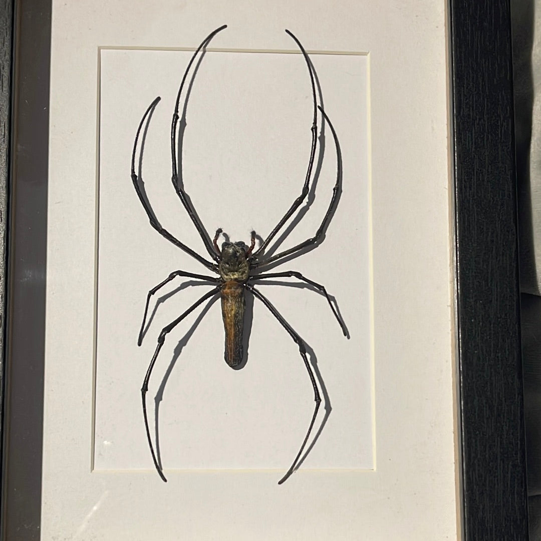 Large Orb Spider (Nephila maculata) in a frame