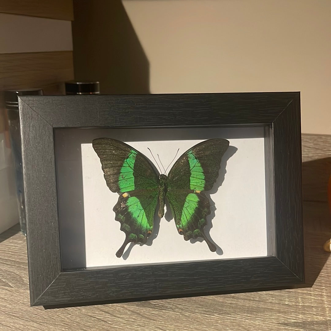 Achillides palinurus daedalus butterfly Frame